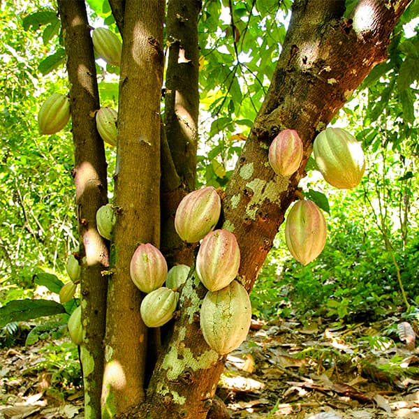 Diferencia entre chocolate y cobertura sabor chocolate